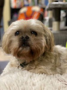 Meet your Posher, Lilli